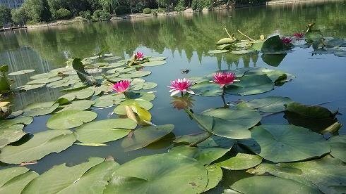 苦澀的煙花