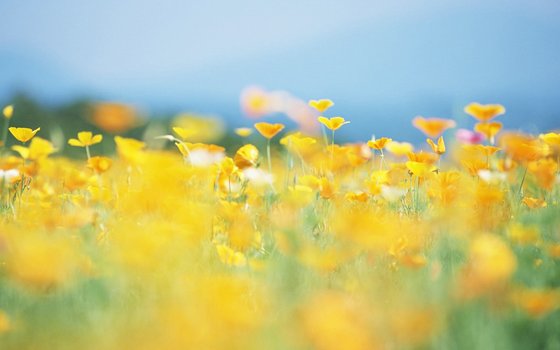云想衣裳花想容